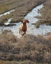 Hungarian vizsla running