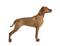 Hungarian vizsla standard in a white background Royalty Free Stock Photo