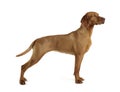Hungarian vizsla standard in a white background Royalty Free Stock Photo