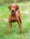 Hungarian Vizsla with Tennis ball