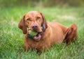 Hungarian Vizsla with Tennis ball portrait