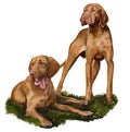 Hungarian Vizsla Royalty Free Stock Photo