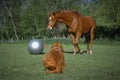 Hungarian Vizsla watches a Danish Warmblood