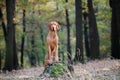 Hungarian Vizsla