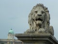 Hungary, Budapest, Chain Bridge, lion statue Royalty Free Stock Photo