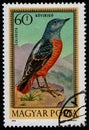 HUNGARY - CIRCA 1973: stamp 60 Hungarian filler printed by Hungary, shows bird Common Rock Thrush (Monticola saxatilis) Royalty Free Stock Photo