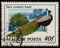 HUNGARY - CIRCA 1977: stamp 40 Hungarian filler printed by Hungary, shows bird peacock Indian Peafowl (Pavo cristatus)