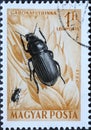 Hungary circa 1954: A post stamp printed in Hungary showing the insect: Corn Ground Beetle Zabrus tenebrioides