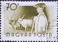 Hungary circa 1955: A post stamp printed in Hungary showing Hungarian Workers: Ein Cattle Bos taurus and Herdsman in hat and coa