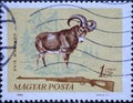 Hungary circa 1964: A post stamp printed in Hungary showing a hunting rifle and a Mouflon Ovis orientalis with antlers