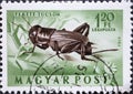 Hungary circa 1954: A post stamp printed in Hungary showing the insect: Field Cricket Gryllus campestris Royalty Free Stock Photo