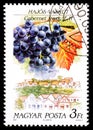 HUNGARY - CIRCA 1990: A postage stamp from Hungary showing sort of grape Cabernet franc in Waschkut