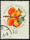 HUNGARY - CIRCA 1964: stamp 1.50 Hungarian forint printed by Hungary, shows Borsi Rozsa fruits (apricot)