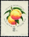 HUNGARY - CIRCA 1964: stamp 2 Hungarian forint printed by Hungary, shows Chambion variety fruits (apricot)