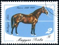 horse Furioso-23, 1889 Equus ferus caballus, circa 1985