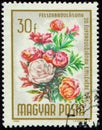 HUNGARY - CIRCA 1965: stamp flowering plant Common Garden Peony (Paeonia lactiflora)