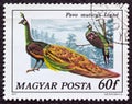 HUNGARY - CIRCA 1977: A stamp printed in Hungary from the `birds` issue shows a green Peacock, circa 1977. Royalty Free Stock Photo