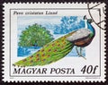 HUNGARY - CIRCA 1977: A stamp printed in Hungary from the `birds` issue shows a Peacock, circa 1977. Royalty Free Stock Photo