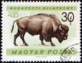 HUNGARY - CIRCA 1961: A stamp printed in Hungary from the `Budapest Zoo Animals` issue shows an American bison Bison bison