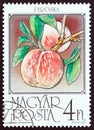 HUNGARY - CIRCA 1986: A stamp printed in Hungary from the `Fruits` issue shows Peaches Piroska, circa 1986.