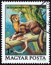 HUNGARY - CIRCA 1979: A stamp printed in Hungary from the `Protected Animals ` issue shows European pine marten Martes martes Royalty Free Stock Photo