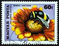 HUNGARY - CIRCA 1980: A stamp printed in Hungary shows Gaillardia aristata and Garden bumblebee Bombus hortorum, circa 1980.