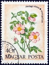 HUNGARY - CIRCA 1973: A stamp printed in Hungary from the `Wild Flowers` issue, shows a French Rose, circa 1973. Royalty Free Stock Photo