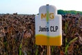 Genetically enhanced sunflower crop field with dry brown sunflower field with white and yellow plastic identification sign