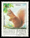 Red Squirrel Royalty Free Stock Photo