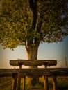 In Hungary, a tree and a bench in front of it