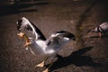 A starving seagull being fed with eyes full of rage as it grabs a loaf of bread. Greed violent gull fighting for survival