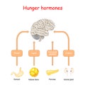 Hunger hormones and Appetite. Cortisol, Pancreatic peptides, Ghrelin, and Leptin Royalty Free Stock Photo