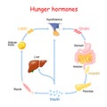 Hunger hormones Insulin, Ghrelin, Incretin, and Leptin Royalty Free Stock Photo