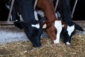 Hungrey Holstein calves feeding on silage Royalty Free Stock Photo