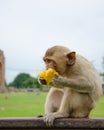 Monkey eating