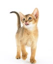 Hungry abyssinian cat Royalty Free Stock Photo