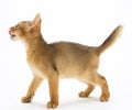 Hungry abyssinian cat Royalty Free Stock Photo