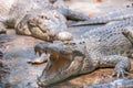 Hungry aggressive crocodile in the pond at the crocodile farm Royalty Free Stock Photo