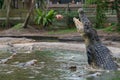 Hungry aggressive crocodiles trying to catch piece of chicken meat during feeding show at the crocodile mini zoo and farm Royalty Free Stock Photo