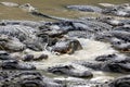 Hungry alligators Royalty Free Stock Photo