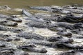Hungry alligators Royalty Free Stock Photo
