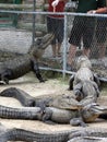 Hungry alligators Royalty Free Stock Photo