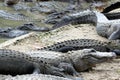 Hungry alligators Royalty Free Stock Photo
