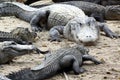 Hungry alligators Royalty Free Stock Photo