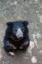 A hungry American black bear.