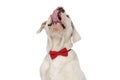 Hungry american bulldog dog with bowtie looking up and licking nose
