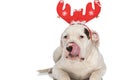 Hungry american bulldog puppy licking nose and wearing christmas headband