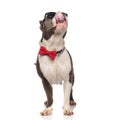 Hungry american bully wearing sunglasses and bowtie looks up