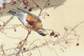 Hungry American robin bird or Turdus migratorius in tree