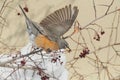 Hungry American robin bird or Turdus migratorius in tree